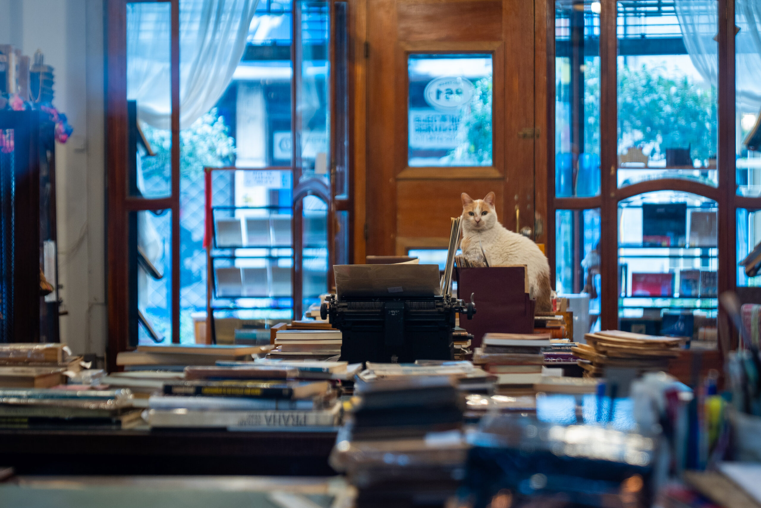 El gato y los libros / The cat and the books
