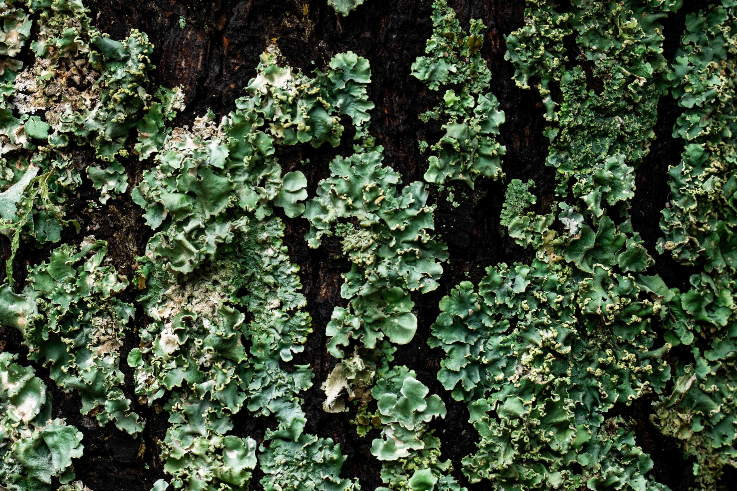 Transformación / Transformation